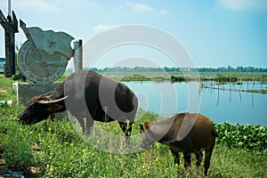 Two water buffaloes standing by the pond