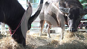 Two water buffalos eating hays at farm cattle barn in Southeast Asia farm