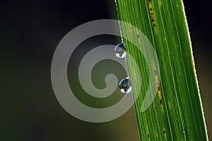 Two water drops macro