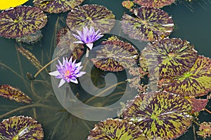 Two Water Lilies