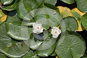 Two water lilies blooming among lily pads