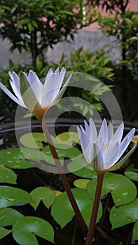 Two Water lilies flower