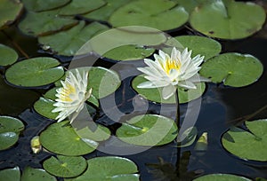 Two Water Lilies in a Pond