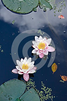 Two water lilies in a pond