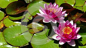 Two water lilies in the pond. 4K