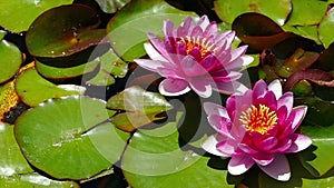 Two water lilies in the pond.Slow Motion