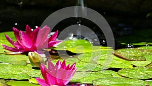 Two water lilies in the pond.Slow Motion