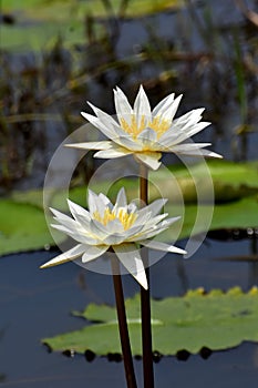 Two water lillies
