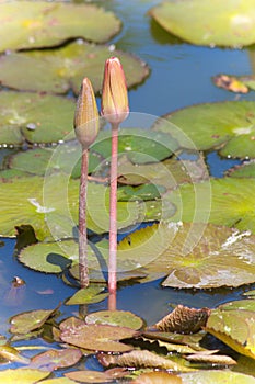 Two water lily buds with the leaves of the plant floating around in a lake