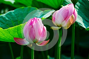 Two water lily photo
