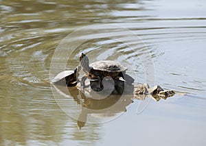 Two water turtles on the rock photo