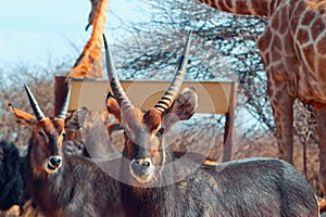 Two Waterbuck males close up in long grass. Etosha National Park, Namibia.