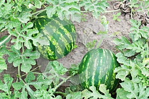 Two watermelons in a garden