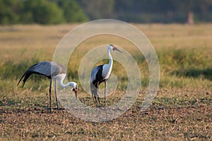 Two wattled cranes in a field