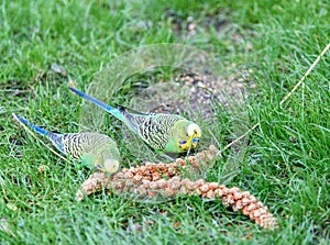 Two wavy parrots peck seeds photo