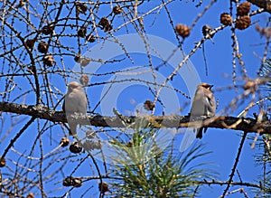 Two waxwing birds sits on a tree branch