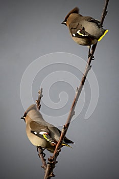 Two waxwings perched in tree in early evening sunlight