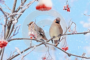 Two waxwings