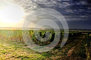 Two ways crossing in the vineyards