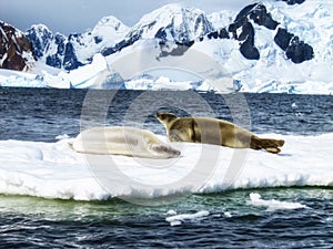 Two Weddell Seals