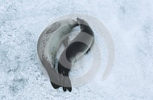 Two Weddell Seals (Leptonychotes weddellii) on ice view from above