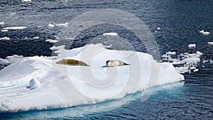 Two weddell seals - Leptonychotes weddellii - lying on ice floe in deep blue ocean water, Lemaire Channel, Antarctica