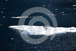 Two weddell seals - Leptonychotes weddellii - lying on ice floe in deep blue ocean water, Lemaire Channel, Antarctica