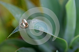 Wedding ring on plant