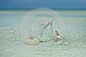 Two wedding rings on the coral stone