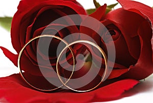 Two wedding rings and a red roses.