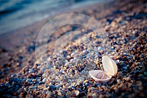 Two wedding rings in shell