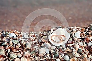 Two wedding rings in shell