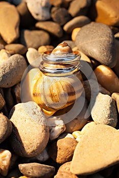Two wedding rings on the shell