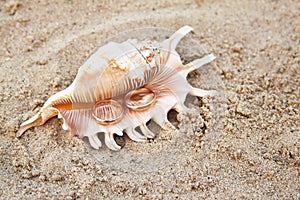 Two wedding rings in a shell on the sand. Wedding ring on the shell by the beach