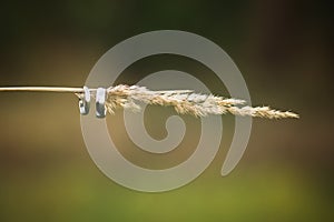 Two wedding rings stringed on a straw of grass. Close-up view on marriage symbol white gold rings over blured background.