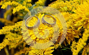 Two wedding rings on yellow flowers