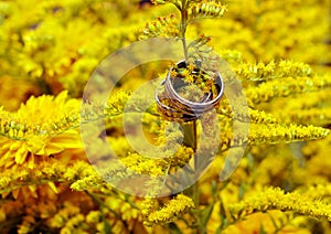 Two wedding rings among yellow flowers