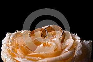 Two wedding rings on a yellow rose on a black background. Yellow rose in water drops close-up. Rose in dew. Flowers as a gift for