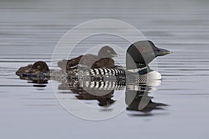 A two-week old Common Loon chick rides on its parent`s back whil