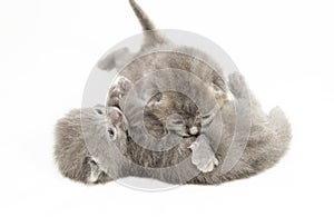 Two week old grey kittens