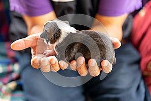 A two week old puppy