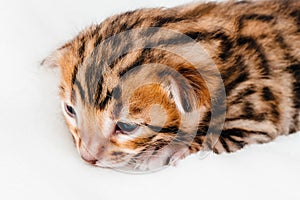 Two week old small newborn bengal kitten on a white background.Close-up.