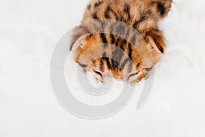 Two week old small newborn bengal kitten on a white background.Close-up.