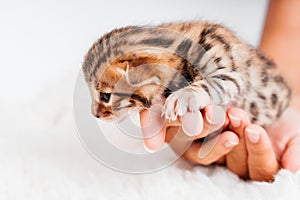 Two week old small newborn bengal kitten on a white background.A kitten in the hands of a girl. On the palms is a small