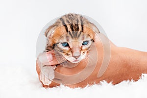 Two week old small newborn bengal kitten on a white background.A kitten in the hands of a girl. On the palms is a small