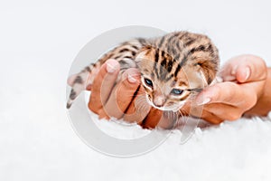 Two week old small newborn bengal kitten on a white background.A kitten in the hands of a girl. On the palms is a small