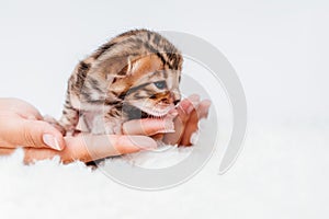 Two week old small newborn bengal kitten on a white background.A kitten in the hands of a girl. On the palms is a small