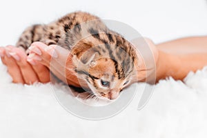 Two week old small newborn bengal kitten on a white background.A kitten in the hands of a girl. On the palms is a small