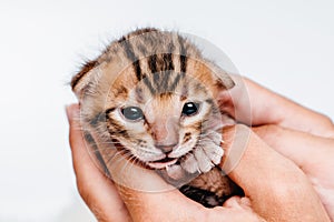 Two week old small newborn bengal kitten on a white background.A kitten in the hands of a girl. On the palms is a small