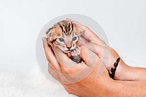 Two week old small newborn bengal kitten on a white background.A kitten in the hands of a girl. On the palms is a small